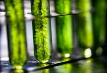 Фото - Химики создали систему «искусственного фотосинтеза» для производства этанола, метана и других видов биотоплива