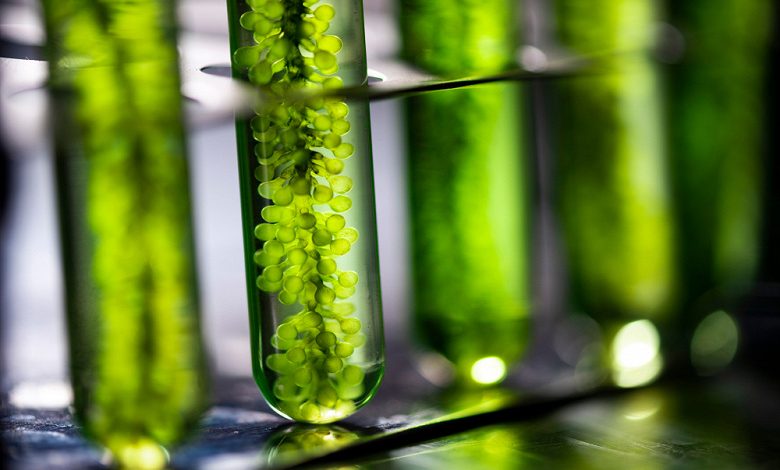 Фото - Химики создали систему «искусственного фотосинтеза» для производства этанола, метана и других видов биотоплива